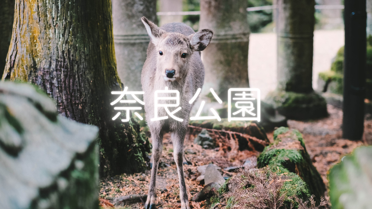 いつも隣に鹿がいる、奈良公園